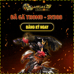 Vegas79 nhà cái trực tiếp đá gà uy tín 2024