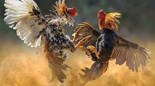 mạng đá gà online - Vegas79 đá gà